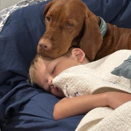 Vizsla All Grown Up from Alaea Farm & Kennel