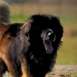 FERDI - Leonberger