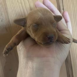 Evangeline - Stag red female Miniature Pinscher puppy in Lancaster, Missouri from White Stone Ranch