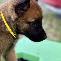 Vibe - Fawn sable male Belgian Malinois puppy in Briggs, Texas from Madhouse’s Belgian Malinois and German Shepherds