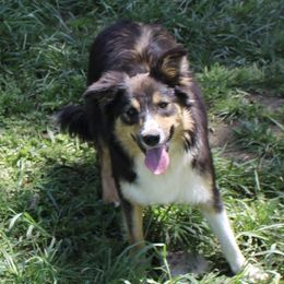 Nyx - Border Collie