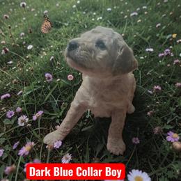 Dark Blue Collar - Sable male Poodle puppy in Henagar, Alabama from Windy Oak Kennels