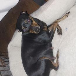 Anput - Miniature Pinscher