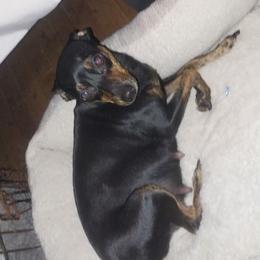 Anput - Miniature Pinscher