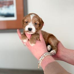 Amber - Apricot female Goldendoodle puppy in Billings, Montana from Montana Raised Doodles