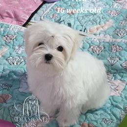 Diamond Star's Viva - White female Maltese puppy in Brooklyn, New York from Diamond Stars Maltese