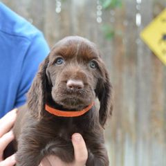 Field Spaniel Puppies from Blue Sky Field Spaniels