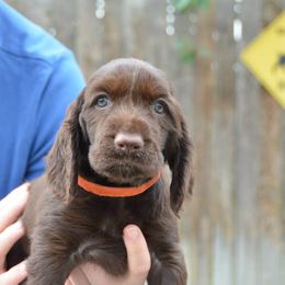 Field Spaniel Puppies from Blue Sky Field Spaniels