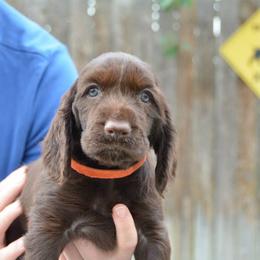 Field Spaniel Puppies from Blue Sky Field Spaniels