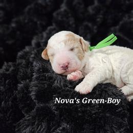 Boy 1 - Parti male Labradoodle puppy in Payson, Utah from Utah County Labradoodles