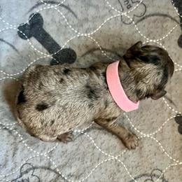 Zoe - Blue merle female Aussiedoodle puppy in Midlothian, Texas from Gray Doodles
