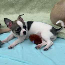 Spotted Female Price: 5,900 - Sable spotted white female Chihuahua puppy in Summerfield, Florida from Uey’s Chihuahuas