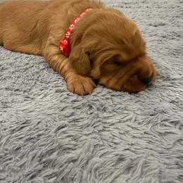 Prince Humperdinck - Dark golden male Golden Retriever puppy in Salt Lake City, Utah from Soaring golden retrievers