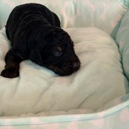 Home Alone Series - Phantom male Goldendoodle puppy in Houston, Texas from Were The Mack'Doodles Mack’Poodles