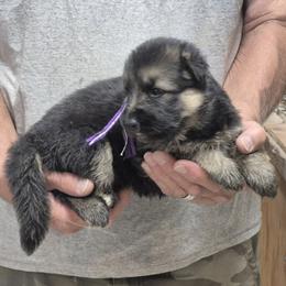 Girl 2 Violet - Black and tan female German Shepherd puppy in Lake George, Colorado from High Country German Shepherds