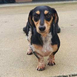 Abigail - Dachshund