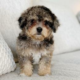 Cash - male Australian Mountain Doodle puppy in Salem, Utah from Go West Mini Aussies