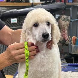 Emily - Cream female Poodle puppy in Port Orange, Florida from Daytona’s Standard Poodles