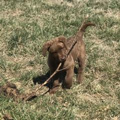 Chesapeake Bay Retriever Puppies from Three Horses Chesapeakes
