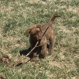 Chesapeake Bay Retriever Puppies from Three Horses Chesapeakes