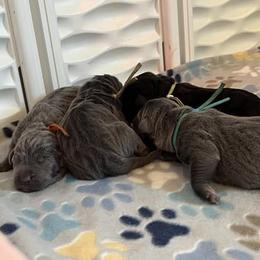 Cane Corso Puppies from Nuovo Inizi Kennels