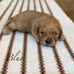 Blue - Red male Cavapoo puppy in Coal City, Indiana from Wednesday & Co