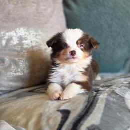 Thistle - Red tri female Miniature Australian Shepherd puppy in Killen, Alabama from Wilkers Wholehearted Mini Aussies