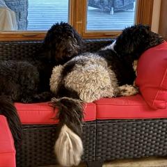 Newfoundland, Newfypoo, and Sheepadoodle All Grown Up from Sweet Creek Pups