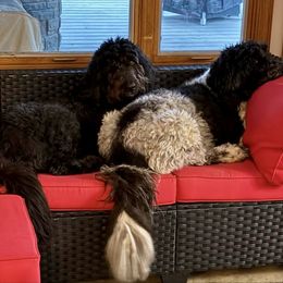 Newfoundland, Newfypoo, and Sheepadoodle All Grown Up from Sweet Creek Pups