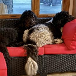 Newfoundland, Newfypoo, and Sheepadoodle All Grown Up from Sweet Creek Pups