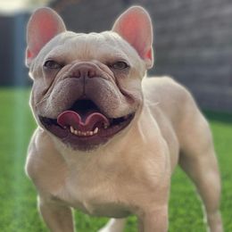 Bulldogs and French Bulldogs from JuneBug Bullies