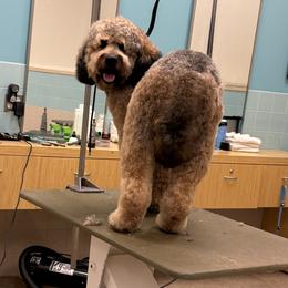 Teddy - Goldendoodle