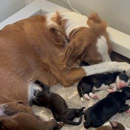 English Shepherd Puppies from Midway English Shepherds