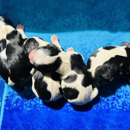 Cavalier King Charles Spaniels from PDX Cavaliers