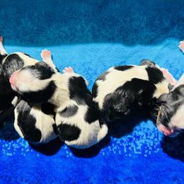 Cavalier King Charles Spaniels from PDX Cavaliers