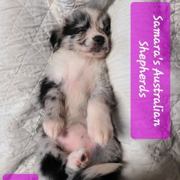 Pink - Blue merle female Australian Shepherd puppy in Pemberville, Ohio from Samara's Australian Shepherds