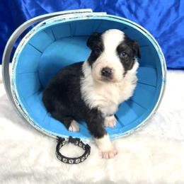 Tank - Black & white male Australian Shepherd puppy in Vail, Iowa from Homegrown Huskies