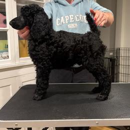 Girl 4 - Black female Poodle puppy in Walpole, Massachusetts from Harborstone Poodles and Terriers