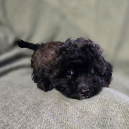Espresso - Black and white male Shihpoo puppy in Lincolnton, North Carolina from Cuddable Pups