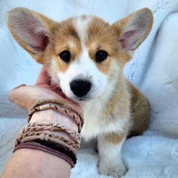 Female 3 - Red female Pembroke Welsh Corgi puppy in Cleveland, Tennessee from Sunnyhill Corgis