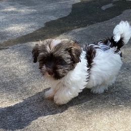 Havanese Puppies from Happy Tail Companions