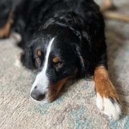 Bernese Mountain Dogs from Hummingbird Berners