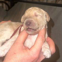 Obi-Wan - Cream male Poodle puppy in Prosperity, Pennsylvania from Stelladoodles & Company