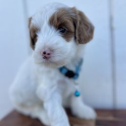 Cookie - Cream male Australian Labradoodle puppy in Auburn, California from Poodles and Labradoodles breeder