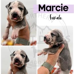 Marcie - Harlequin female Great Dane puppy in Sac City, Iowa from Northern Great Danes of Colorado & Iowa