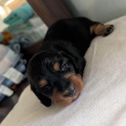 Boy 2 - Black and tan male Dachshund puppy in Brantley, Alabama from Lindsey's Puppies