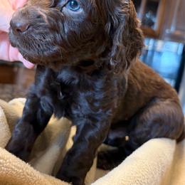 Girl 2 - Brown female Boykin Spaniel puppy in Dublin, Georgia from T3 Kennel