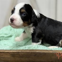 Phoebe - Tri-color female Bernedoodle puppy in Henry, Illinois from Rowe Farms Doodles