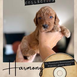 Harmony - Dallas,Tx - 4,000 - Red  female Goldendoodle puppy in Garland, Texas from Twilight Doodles
