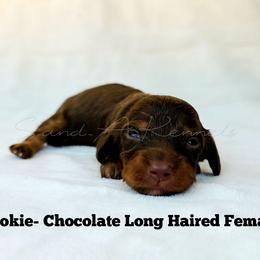 Sookie - Chocolate and tan female Dachshund puppy in Quitman, Mississippi from S-and-A Kennels